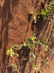 Goodenia pinnatifida