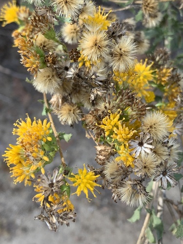iNaturalist observation photo of Coastal Goldenbush
