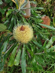 Banksia aemula