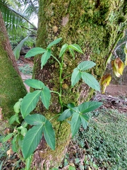 Syngonium podophyllum