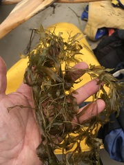 Potamogeton alpinus