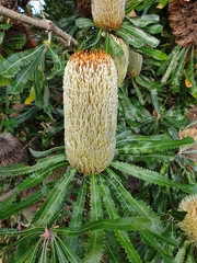 Banksia aemula