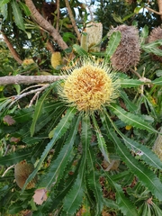 Banksia aemula