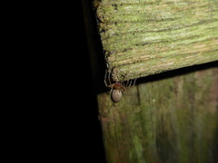 Anyphaena