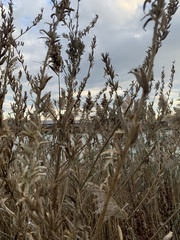 Phragmites