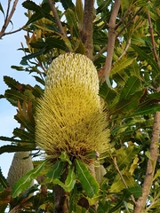 Banksia aemula