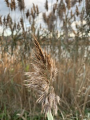 Phragmites
