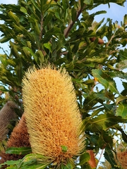Banksia aemula