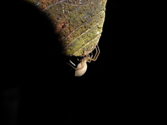 Anyphaena