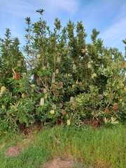 Banksia aemula