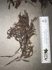 Potamogeton alpinus
