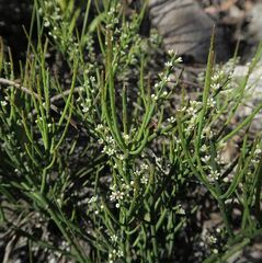 Choretrum pauciflorum