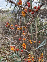 Celastrus orbiculatus