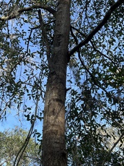 Quercus laurifolia