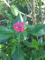 Pentas