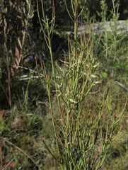 Choretrum pauciflorum