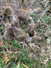 Cirsium