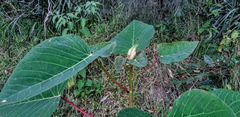 Homalanthus populifolius