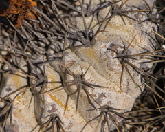 Copiapoa ahremephiana