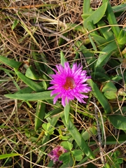 Carpobrotus glaucescens