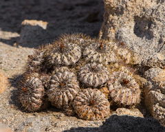 Copiapoa ahremephiana