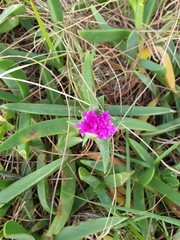 Carpobrotus glaucescens