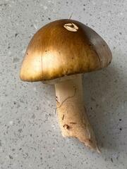 Amanita phalloides