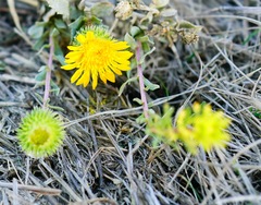 Grindelia