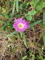 Carpobrotus glaucescens