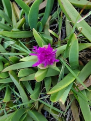 Carpobrotus glaucescens