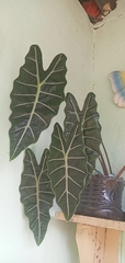 Alocasia amazonica