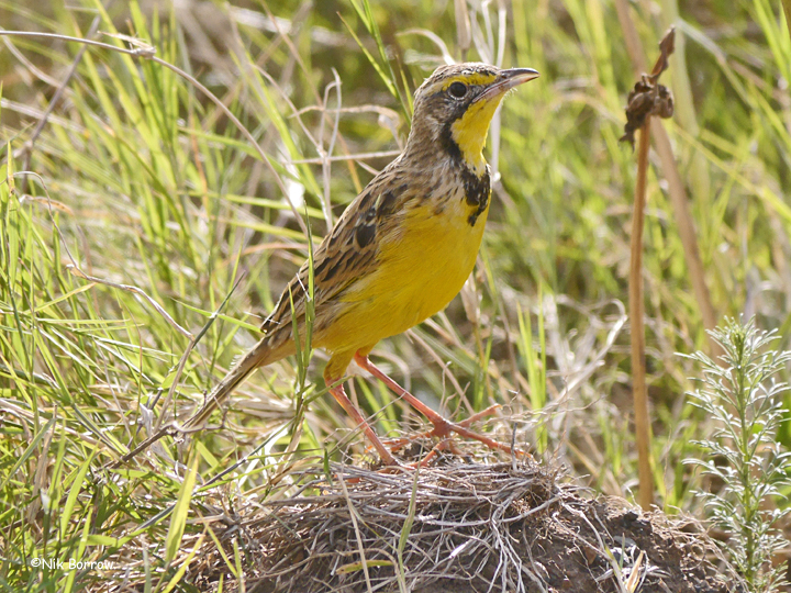 Yellow-throated Longclaw photo