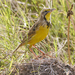 Yellow-throated Longclaw - Photo (c) Nik Borrow, some rights reserved (CC BY-NC)
