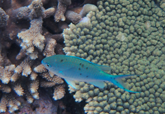 Chromis atripectoralis