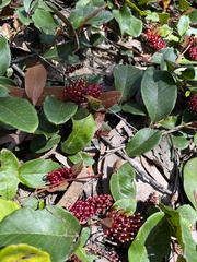 Grevillea laurifolia