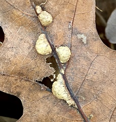 Macrodiplosis majalis