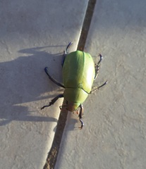 Chrysina