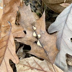 Macrodiplosis majalis