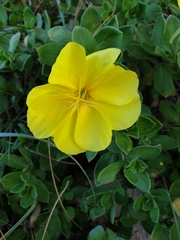 Oenothera drummondii