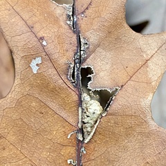 Macrodiplosis majalis