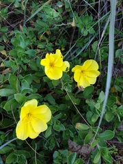 Oenothera drummondii