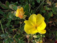 Oenothera drummondii
