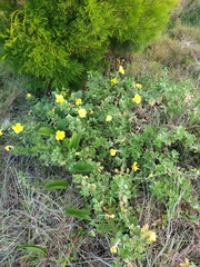 Oenothera drummondii