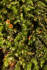 Mnium hornum