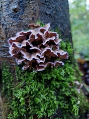 Chondrostereum purpureum