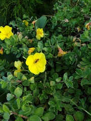 Oenothera drummondii