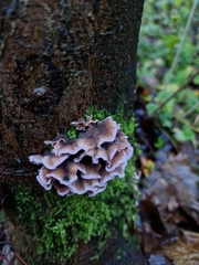 Chondrostereum purpureum
