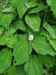Miconia subcrustulata