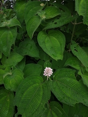 Miconia subcrustulata