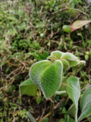 Miconia subcrustulata